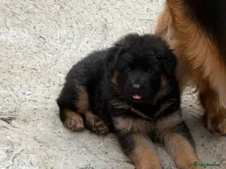 German Shepherd dogs Germany Sheperd long hair - Advert 9