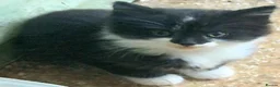 Mixed Breed cats for sale: Beautiful floofs ready now - Advert 4