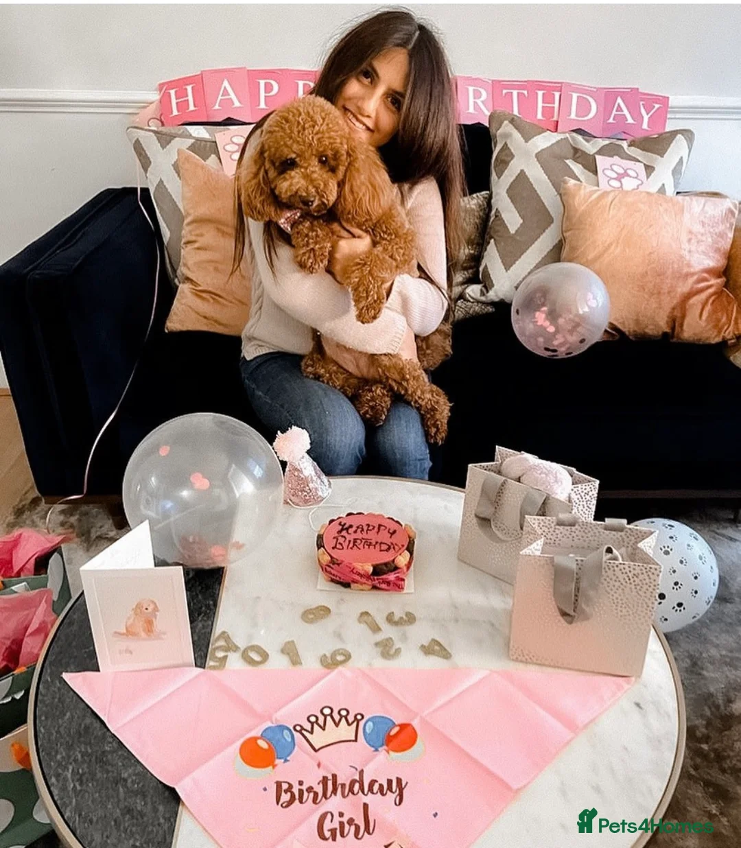 Cavachon dogs for sale: Amazing teddy Cavapoochons  - Advert 11