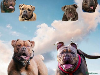Olde English Bulldogge dogs - Advert 13