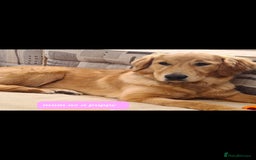 Golden Retriever dogs for sale: Golden Retriever puppies - Image 6