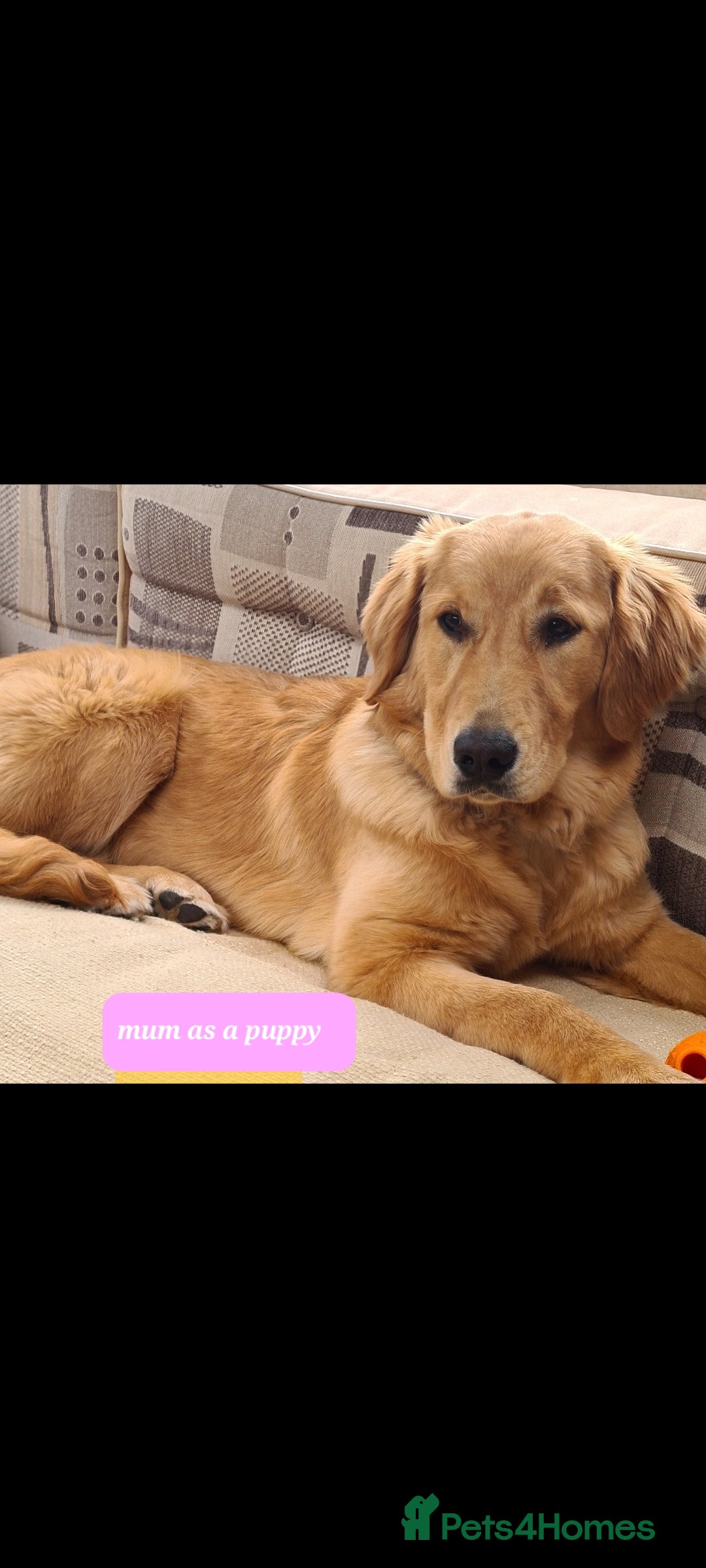 Golden Retriever dogs for sale: Golden Retriever puppies - Image 6