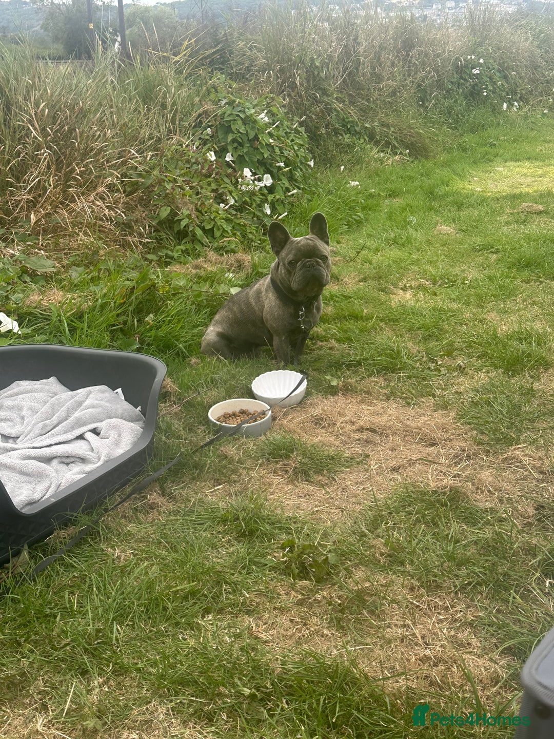 French Bulldog dogs for sale: French bulldog (20 months old) - Advert 5