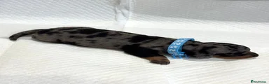 Miniature Dachshund 1