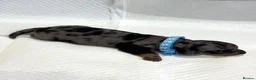 Miniature Dachshund dogs for sale: Adorable Miniature Dachshund Puppies - Advert 16