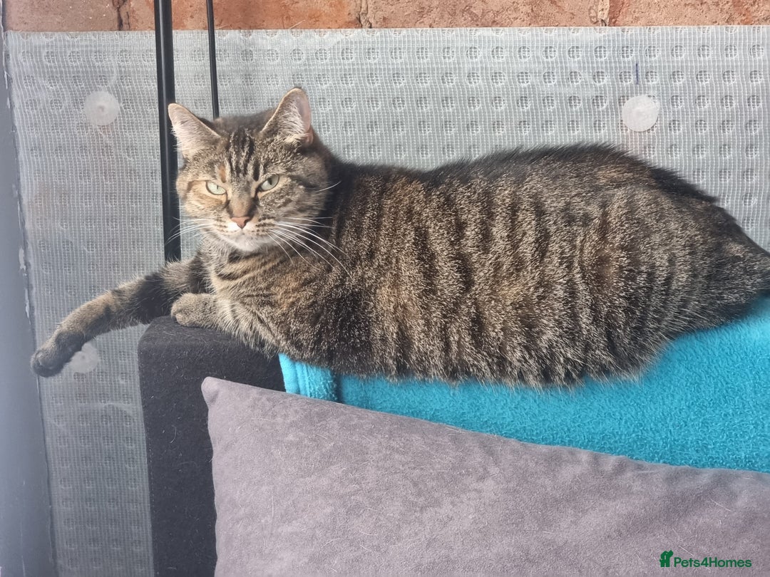 Mixed Breed cats for sale: Ria    - Advert 7