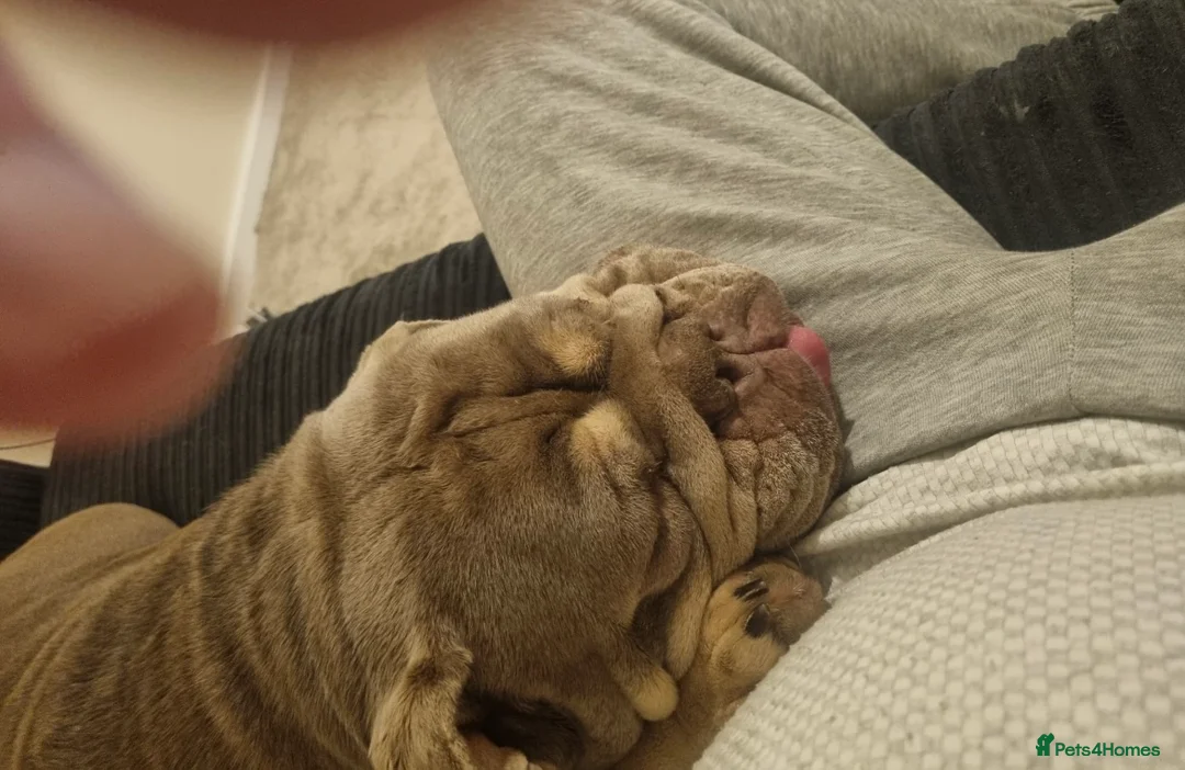 English Bulldog dogs for sale: Beautiful Female English Bulldog to be re-homed - Advert 5