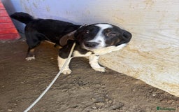 Mixed Breed dogs for adoption: Meet Monica, currently residing in Cheshire  - Image 5