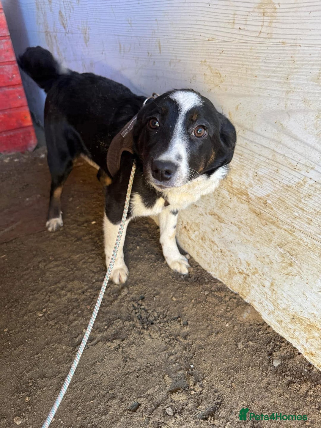 Mixed Breed dogs for adoption: Meet Monica, currently residing in Cheshire  - Image 5
