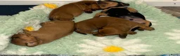 Miniature Dachshund dogs for sale: Litter of shaded red miniature Daschunds  - Advert 5
