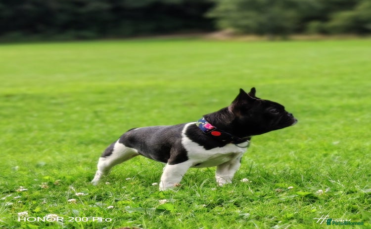 French Bulldog dogs - Advert 1