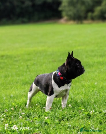 French Bulldog dogs - Advert 1