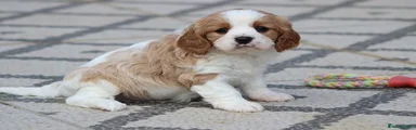 Cavachon Puppy 6