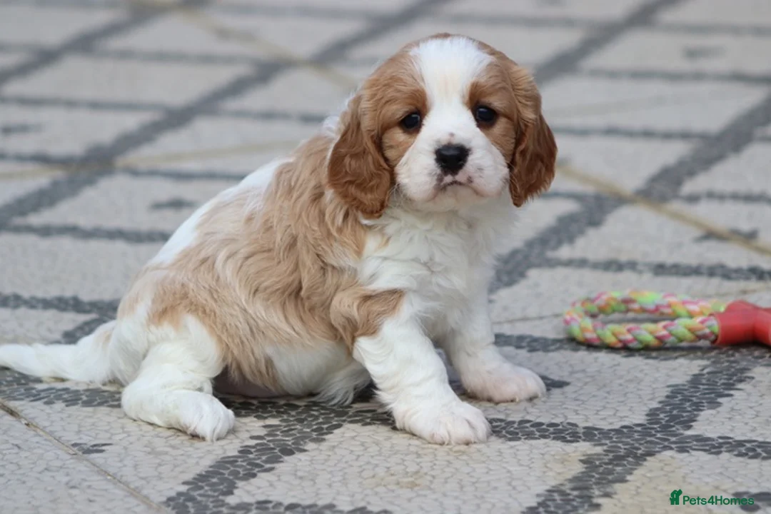 Cavachon dogs for sale: Beautiful Cavachon puppies for sale - Advert 40