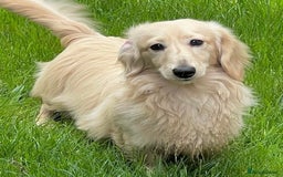 Miniature Dachshund dogs for sale: Black & Cream Long Haired - Image 8