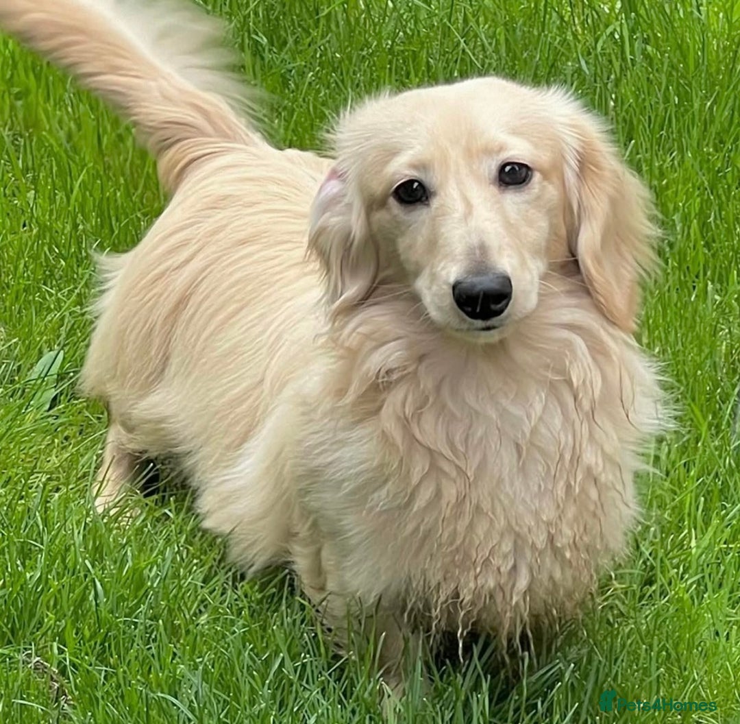 Miniature Dachshund dogs for sale: Black & Cream Long Haired - Image 8