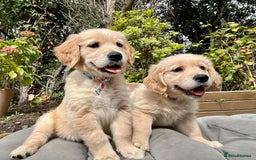 Golden Retriever dogs for sale: Golden retriever puppies READY NOW - Image 24