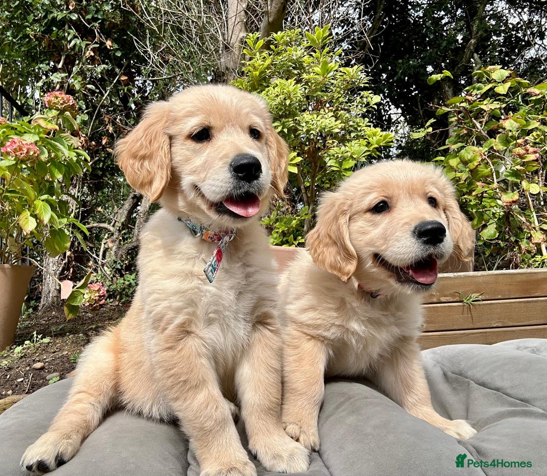 Golden Retriever dogs for sale: Golden retriever puppies READY NOW - Image 24