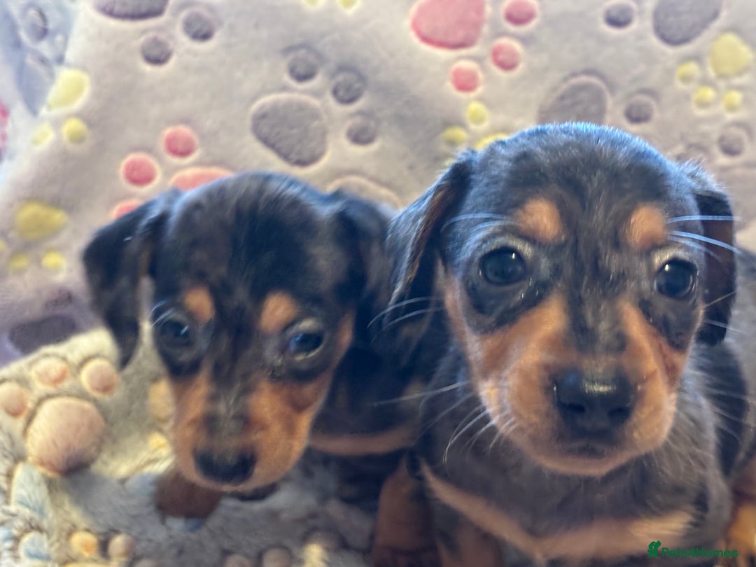 Dachshund dogs for sale: Stunning Miniature Dachshund Pups - Image 7