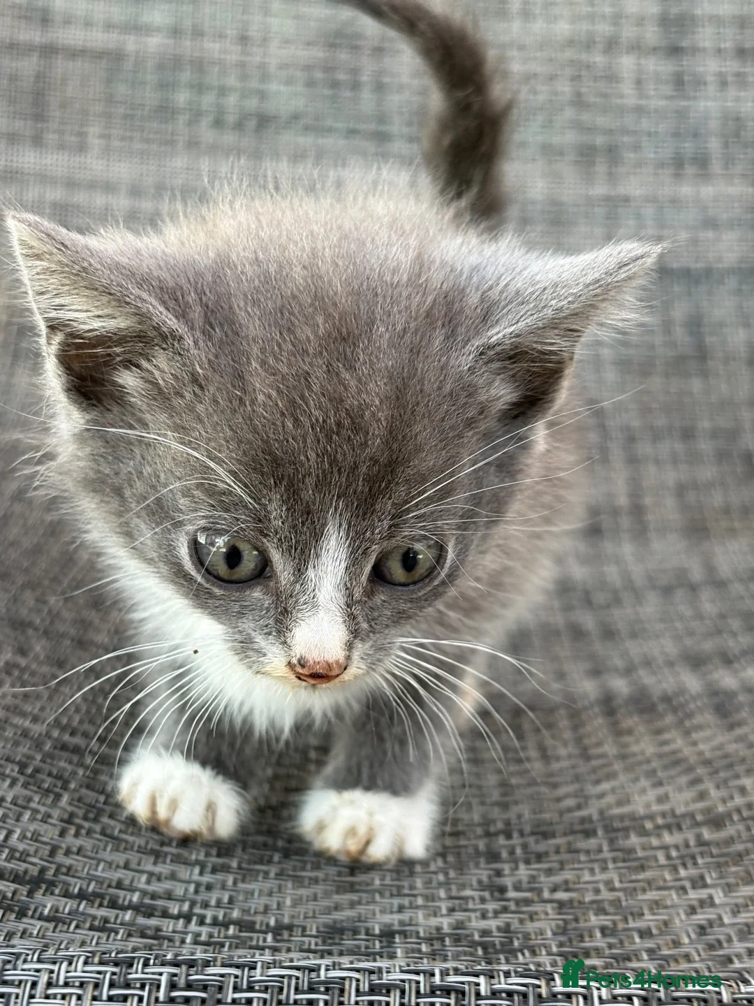 Mixed Breed cats for sale: Gorgeous female kitten - Advert 2