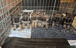 German Shepherd dogs for sale: German shepherd puppies  - Advert 1