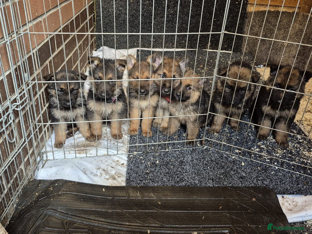 German Shepherd dogs for sale: German shepherd puppies  - Advert 1