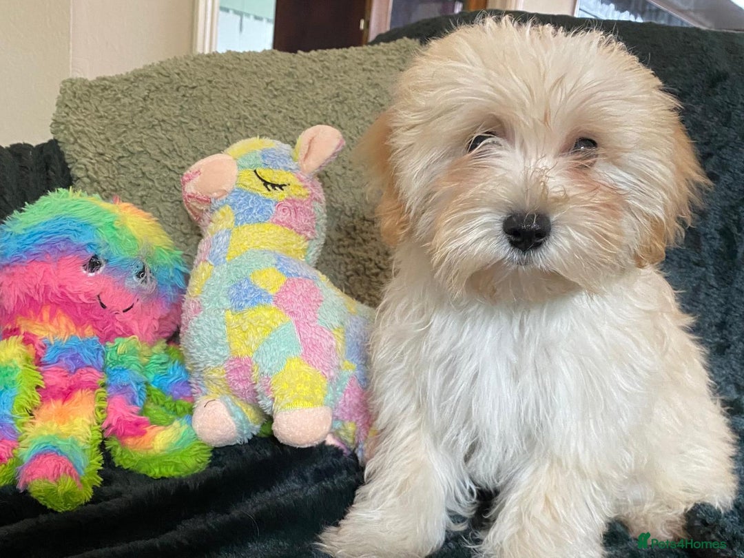 Maltipoo dogs for sale: maltipoo puppies for sale  - Image 26
