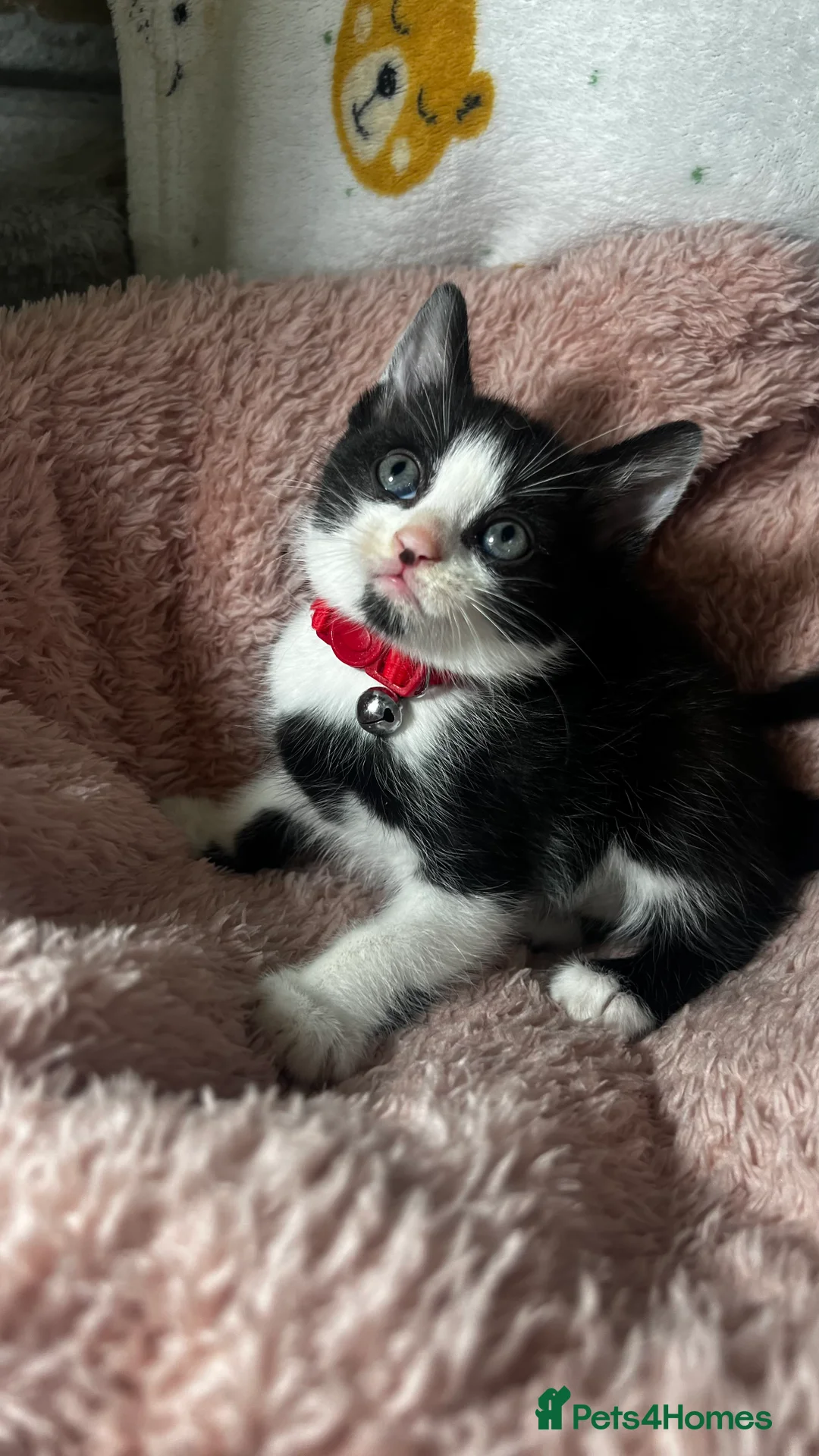 Domestic Shorthair cats for sale: Tuxedo Boy Ready To go Now❤️ - Advert 1