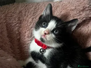 Domestic Shorthair cats Tuxedo Boy Ready To go Now❤️ - Advert 12