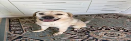 Mixed Breed dogs for adoption: 💙RUFUS💙 Misunderstood Soul Fading In Kennels  in Spalding - Advert 3