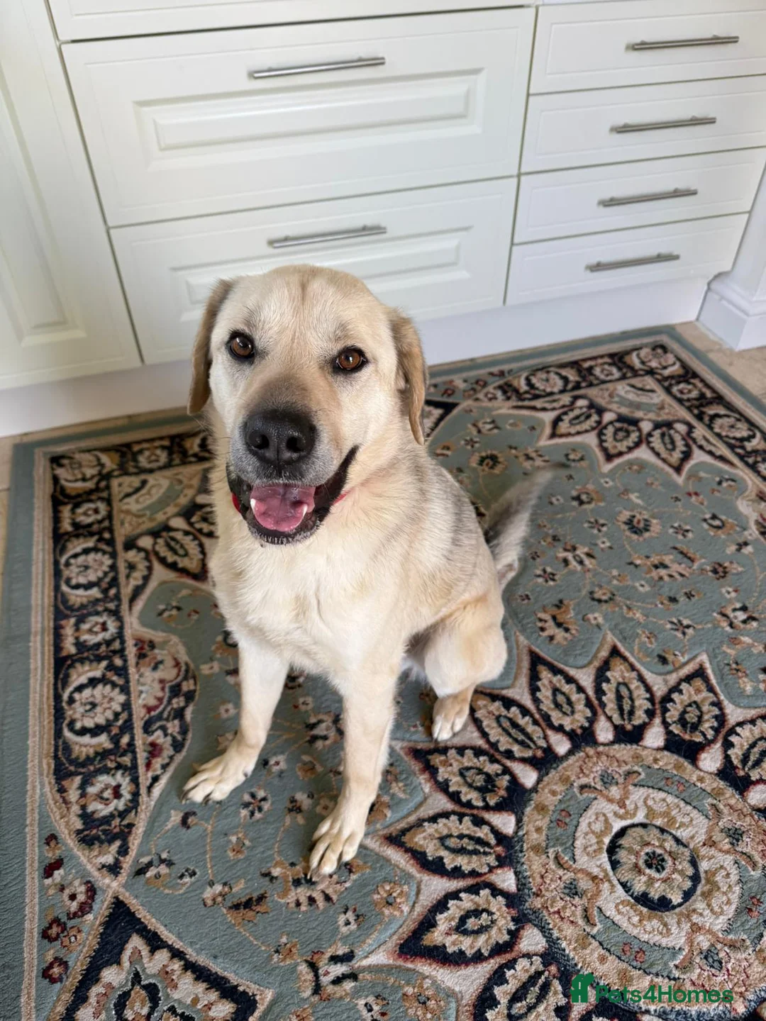 Mixed Breed dogs for adoption: 💙RUFUS💙 Misunderstood Soul Fading In Kennels  - Advert 1
