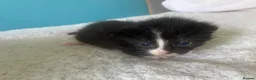 Mixed Breed cats for sale: 3 males kittens - Advert 4