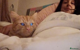 Mixed Breed cats for sale: Maine coon X ragdoll X English short haired  - Advert 15