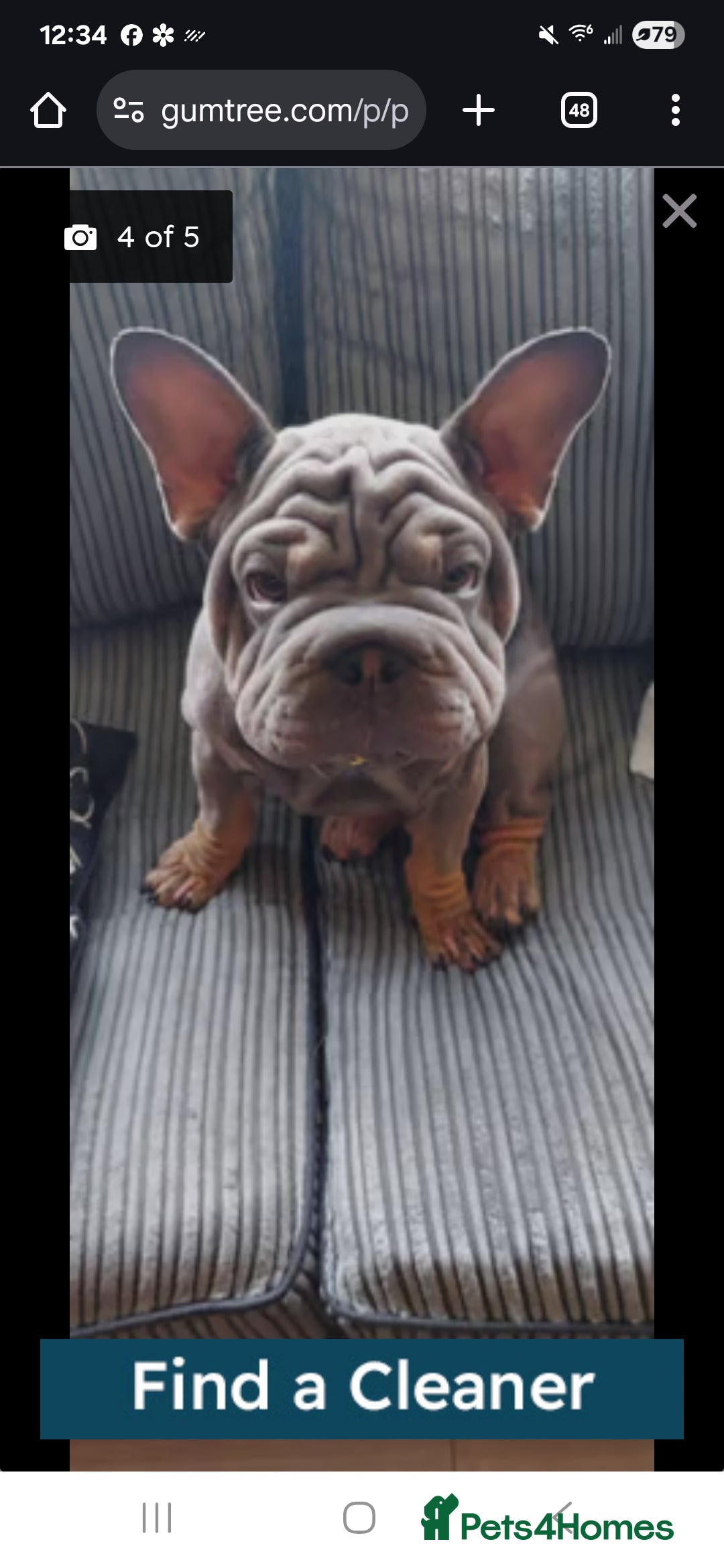 French Bulldog dogs for stud: VELVET ** FRENCH BULLDOG FOR STUD - Image 5