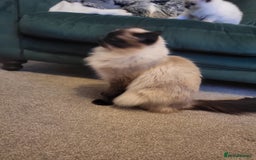 Ragdoll cats for sale: 1xmale 1xfemale ragdoll - Advert 11