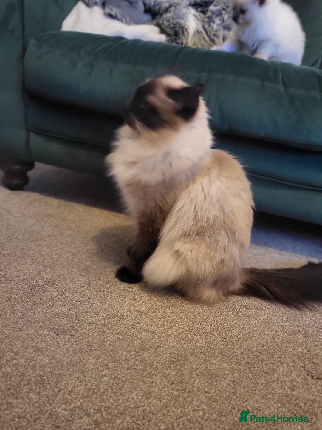 Ragdoll cats for sale: 1xmale 1xfemale ragdoll - Advert 11