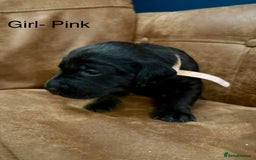 Labrador Retriever dogs for sale: Labrador puppies  - Advert 3