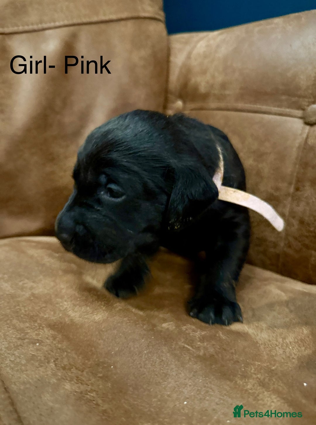 Labrador Retriever dogs for sale: Labrador puppies  - Advert 3
