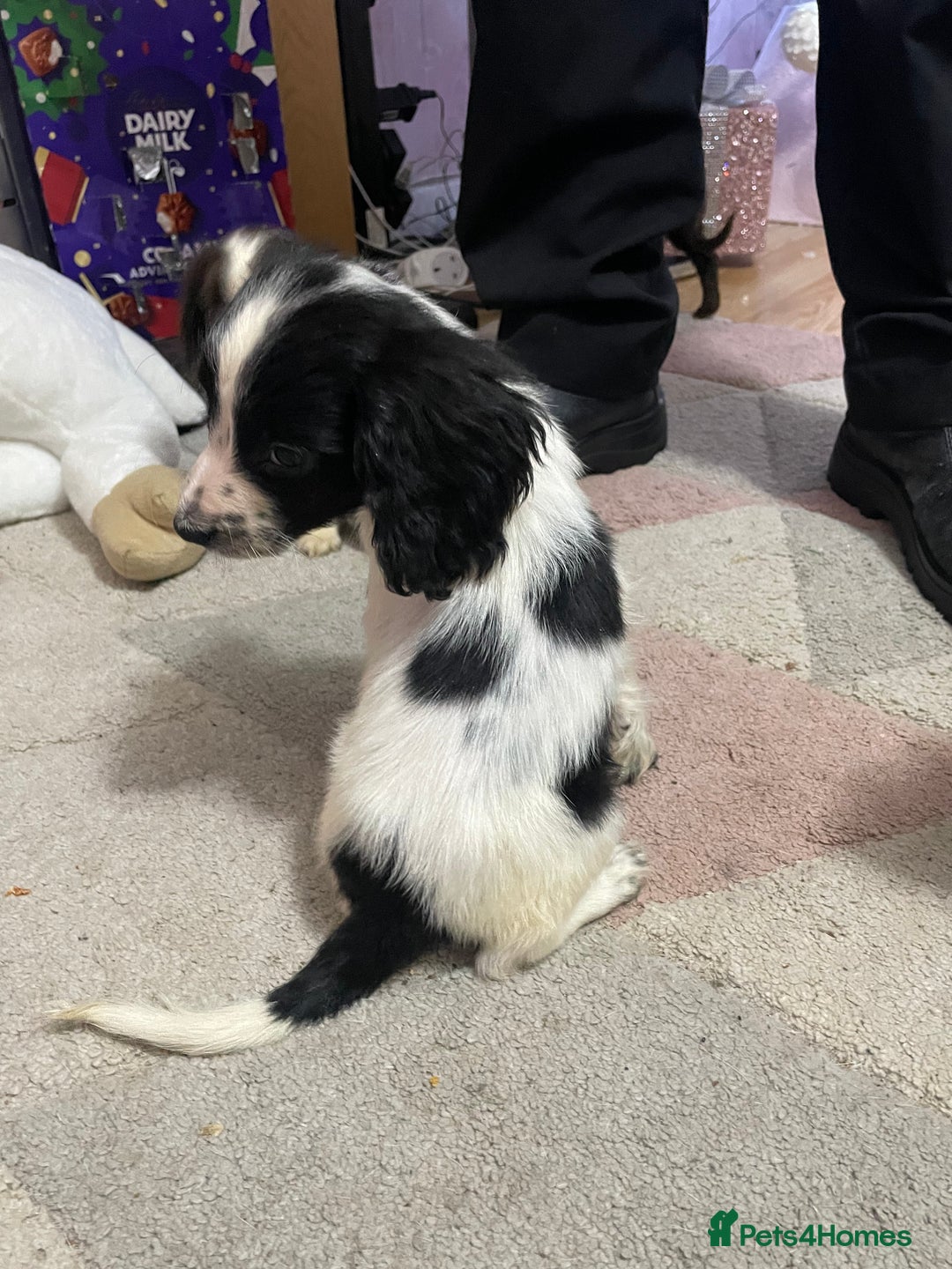 Sprocker dogs for sale: Sprocker Spaniel Puppies - Advert 11