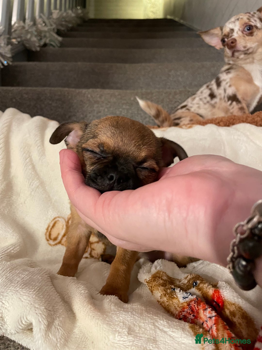 Chihuahua dogs for sale: Chihuahua Puppies Ready Now  - Advert 11
