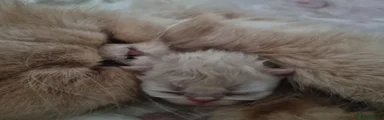 Persian Kitten 1