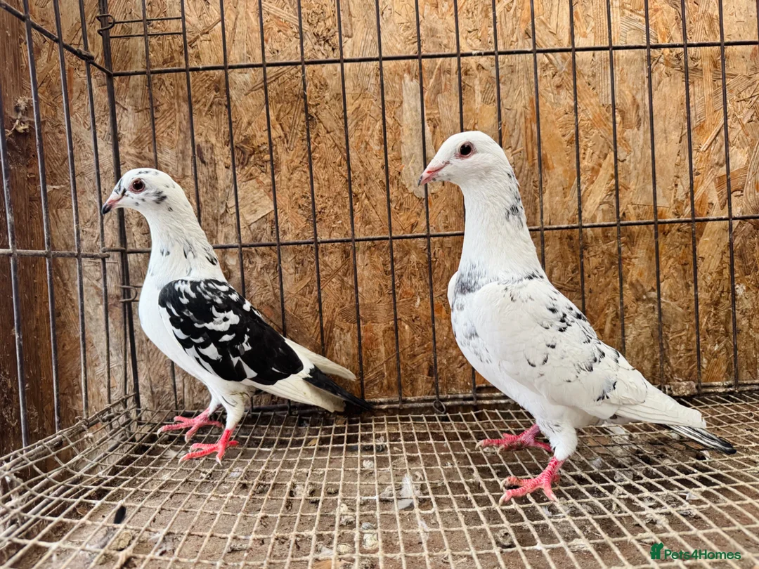Pigeons birds for sale: TIGER GRIZZLED RACING PIGEONS - Advert 2
