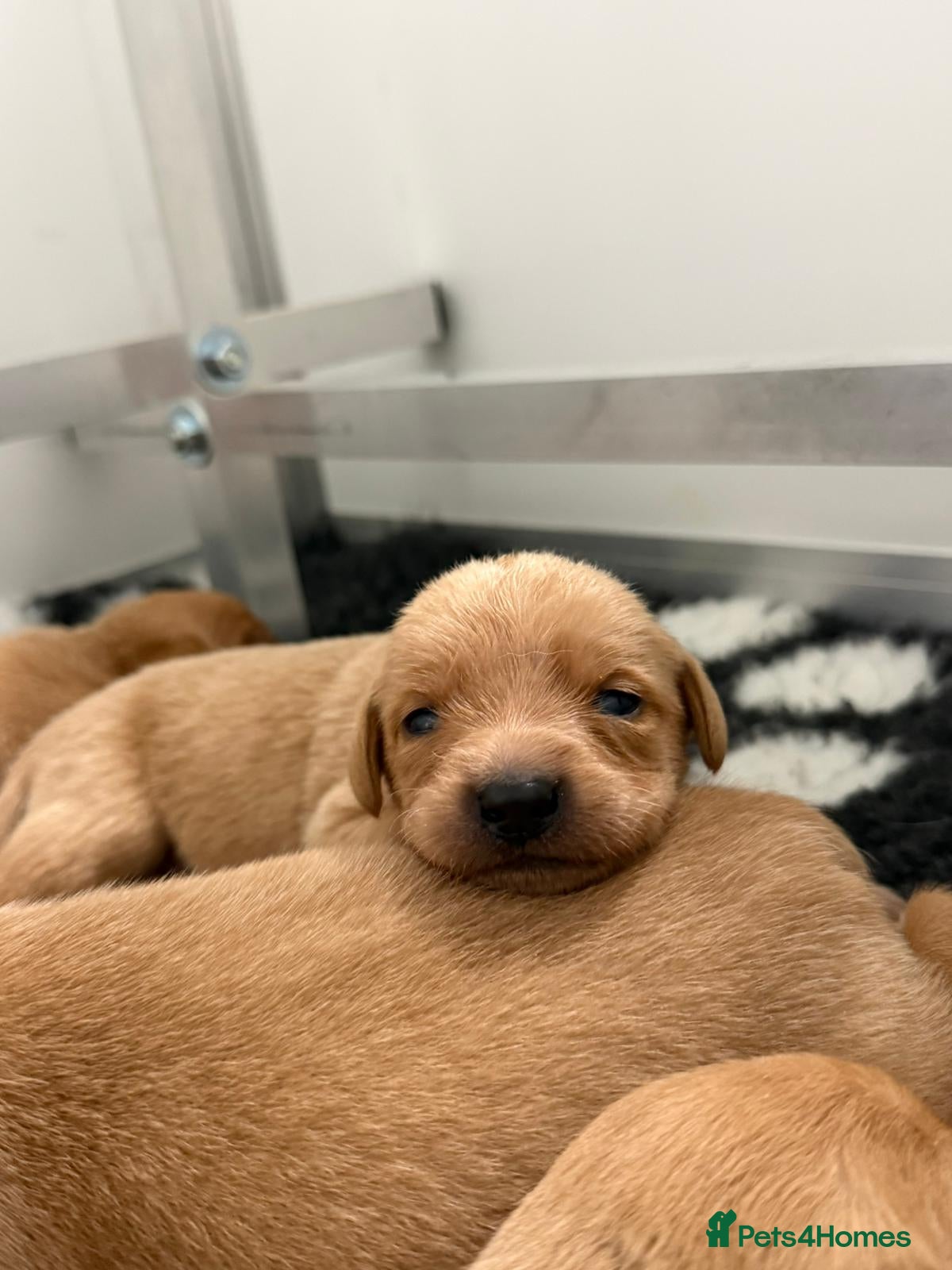 Labrador Retriever dogs Labrador puppies KC Fully health tested parents  - Advert 11