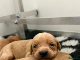 Labrador Retriever dogs Labrador puppies KC Fully health tested parents - Advert 11