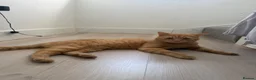 Domestic Shorthair cats for sale: Ginger Kittens - Advert 6