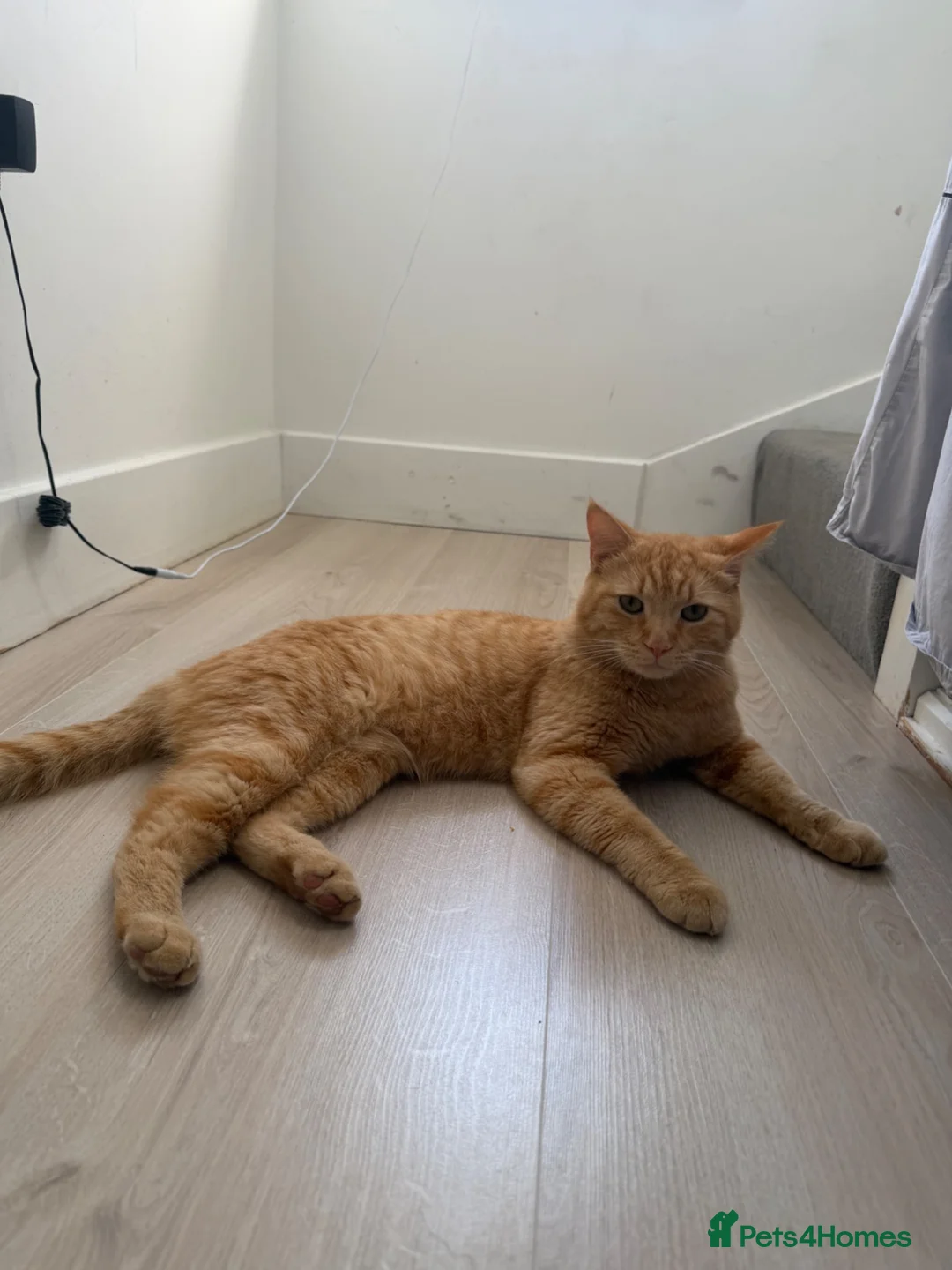 Domestic Shorthair cats for sale: Ginger Kittens - Advert 6
