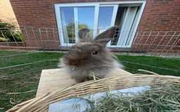 Lionhead rabbits for sale: 2 bonded rabbits  - Image 4