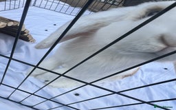 English Lop rabbits for sale: Simmie The Sweetheart - Image 3