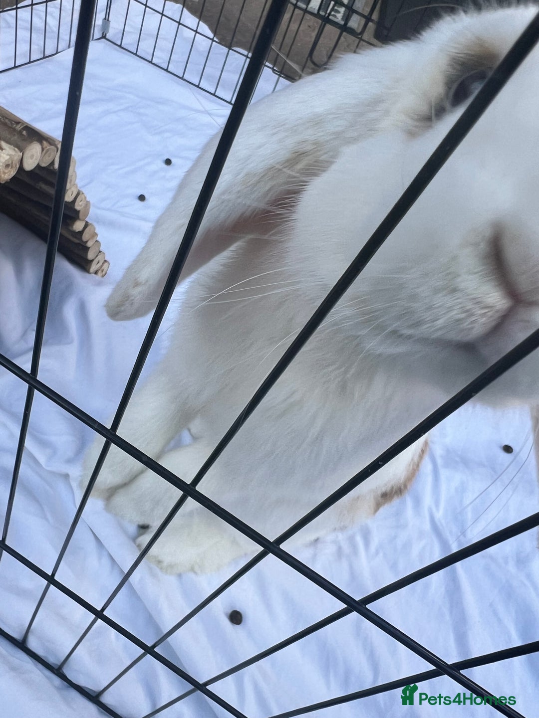 English Lop rabbits for sale: Simmie The Sweetheart - Image 3