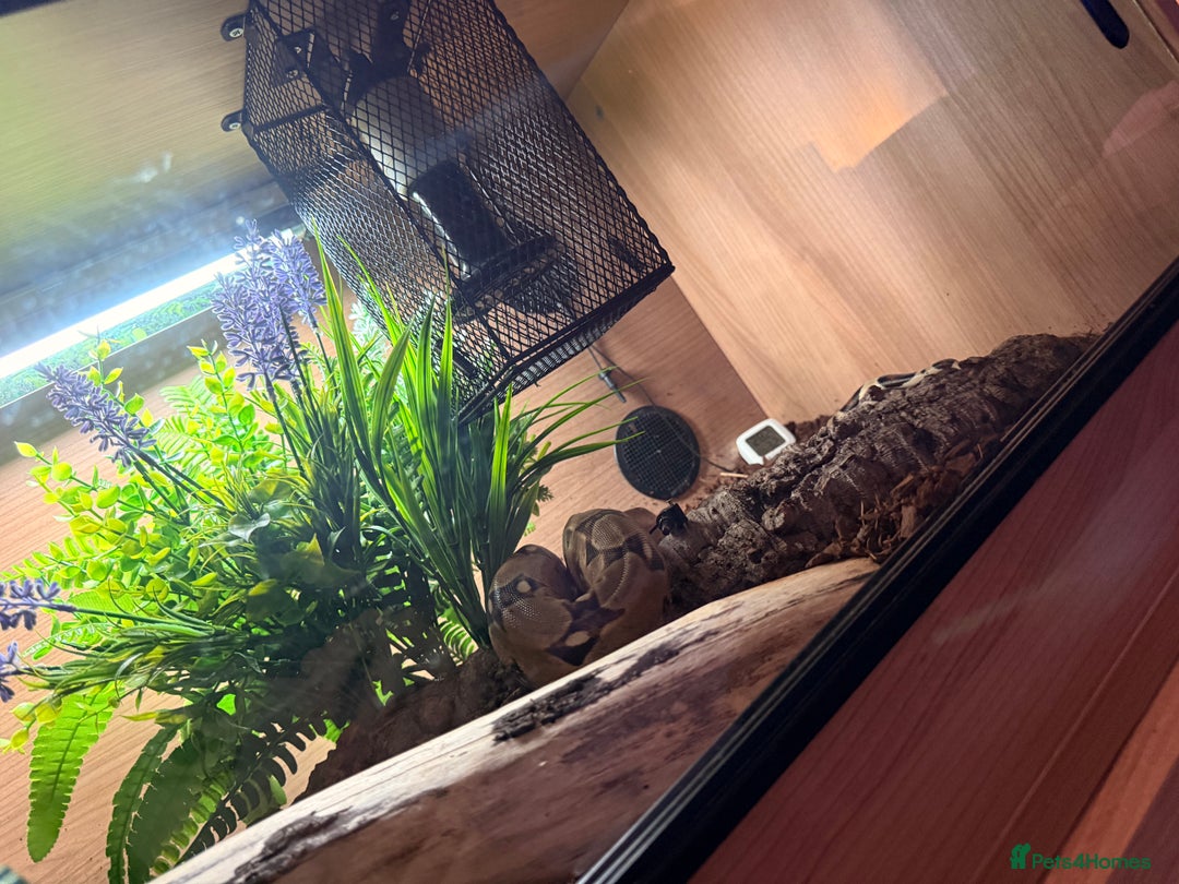 Boa Snake reptiles for sale: Female boa & full set up  - Advert 12